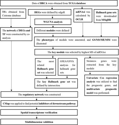 Construction of Bone Metastasis-Specific Regulation Network Based on Prognostic Stemness-Related Signatures in Breast Invasive Carcinoma